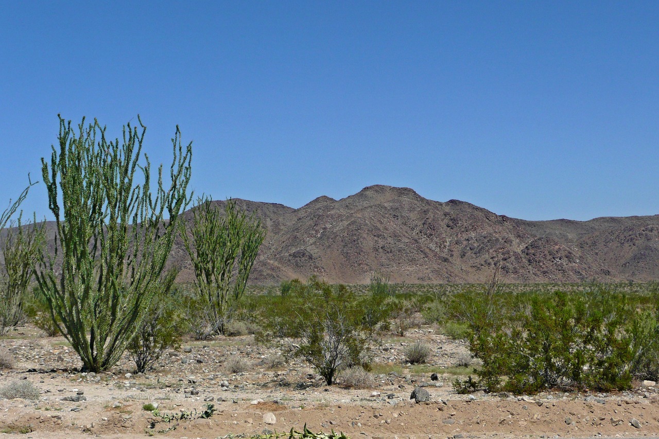 a red fire hydrant sitting in the middle of a desert, by Linda Sutton, flickr, plein air, panorama distant view, saguaro cacti, geology, photo ( far _ shot )