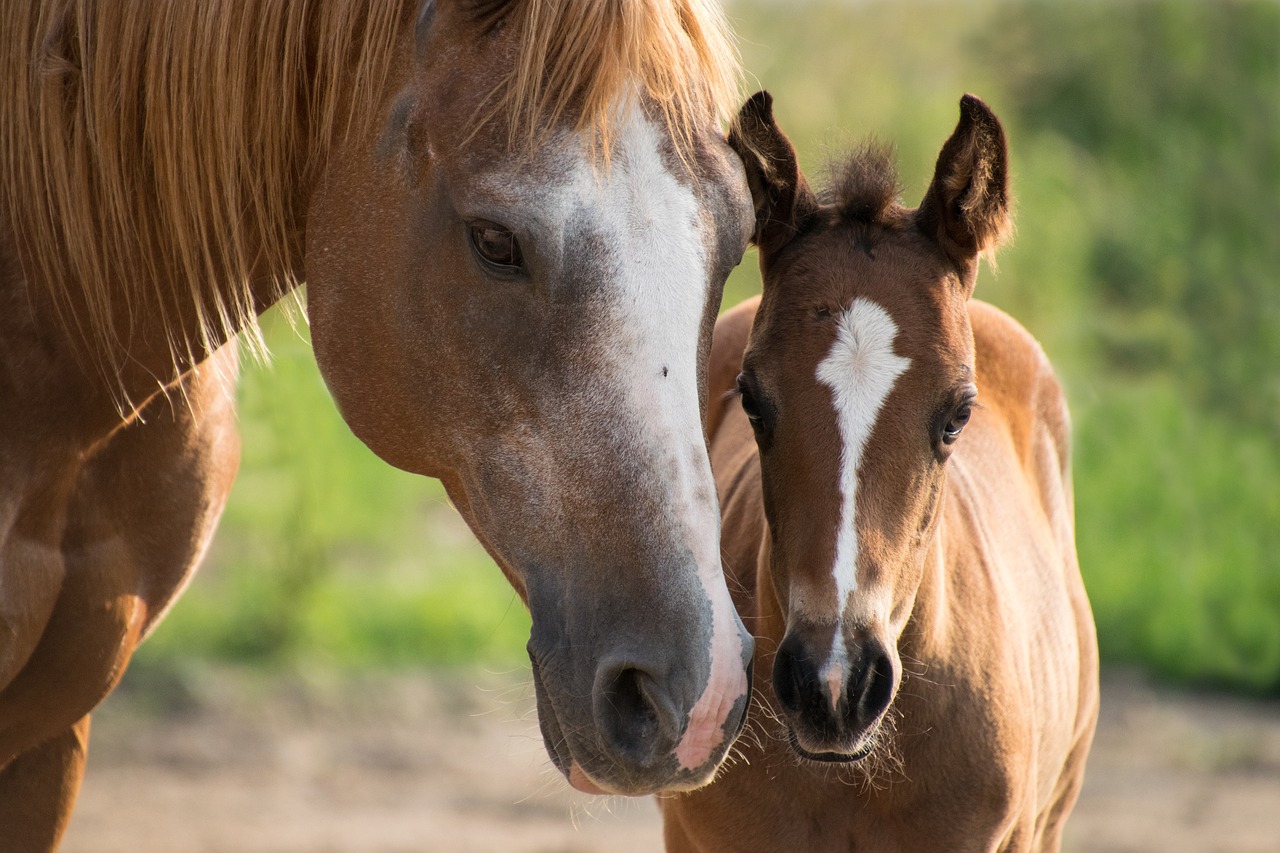 a couple of horses standing next to each other, a portrait, by Linda Sutton, pixabay, maternal photography 4 k, birth, with small nose, family