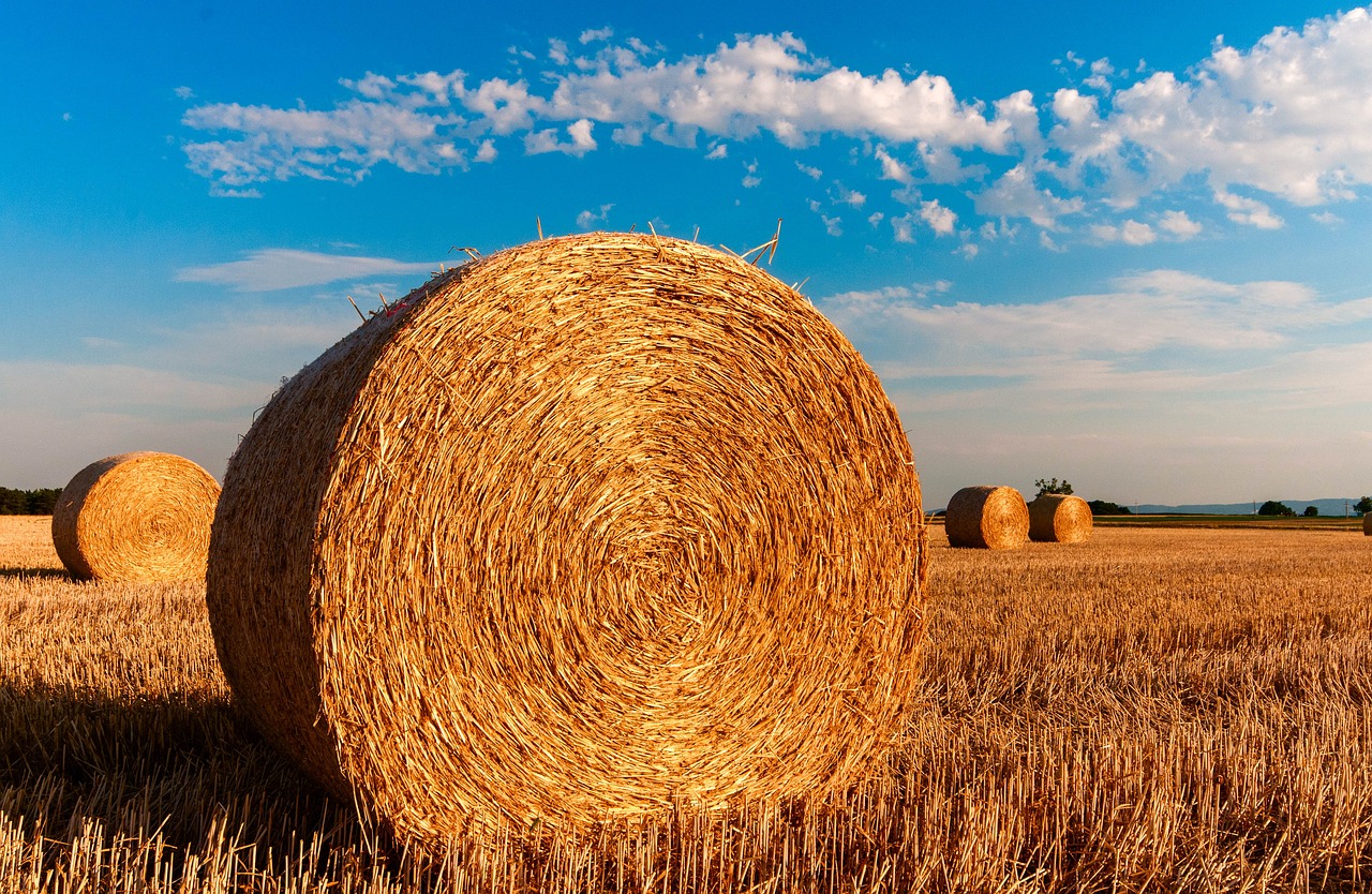 hay bales in a field with a blue sky in the background, a picture, shutterstock, circle, heavy grain-s 150, high quality product image”