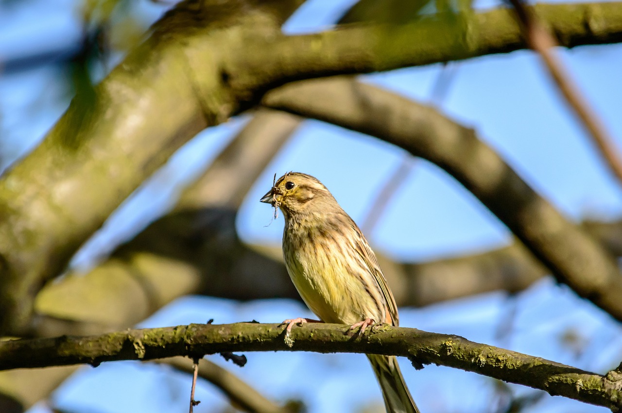 a small bird sitting on top of a tree branch, by Peter Churcher, shutterstock, baroque, having a snack, lone female, scruffy looking, year 2447