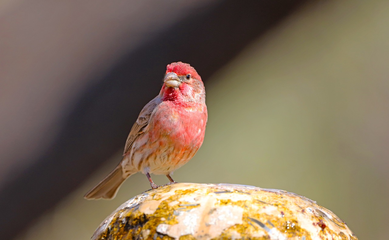 a small bird sitting on top of a rock, a portrait, by Larry D. Alexander, pixabay contest winner, arabesque, red skinned, cory loftis, reddish beard, closeup 4k