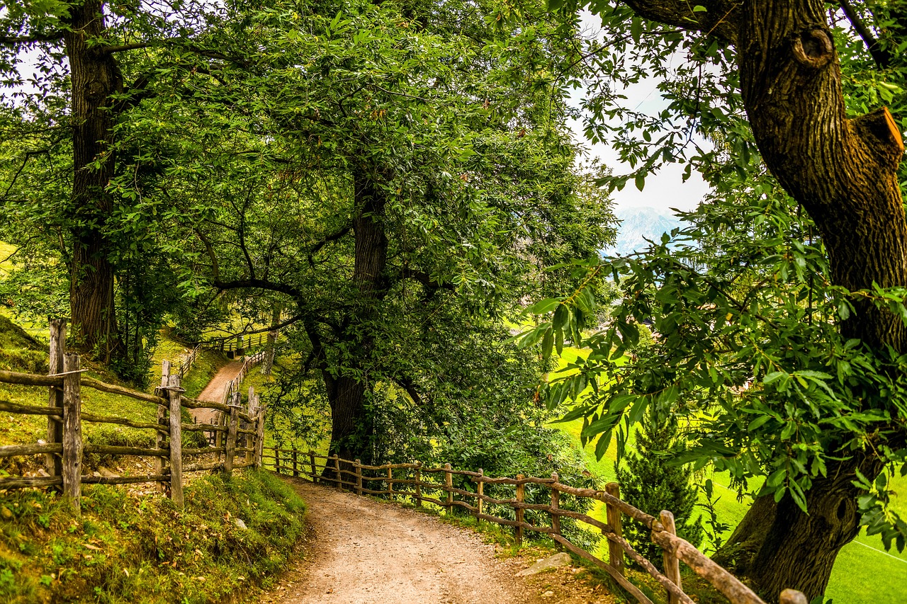 a dirt path through a lush green forest, a picture, by Franz Hegi, shutterstock, renaissance, rough wooden fence, lauterbrunnen valley, an old twisted tree, beautiful english countryside