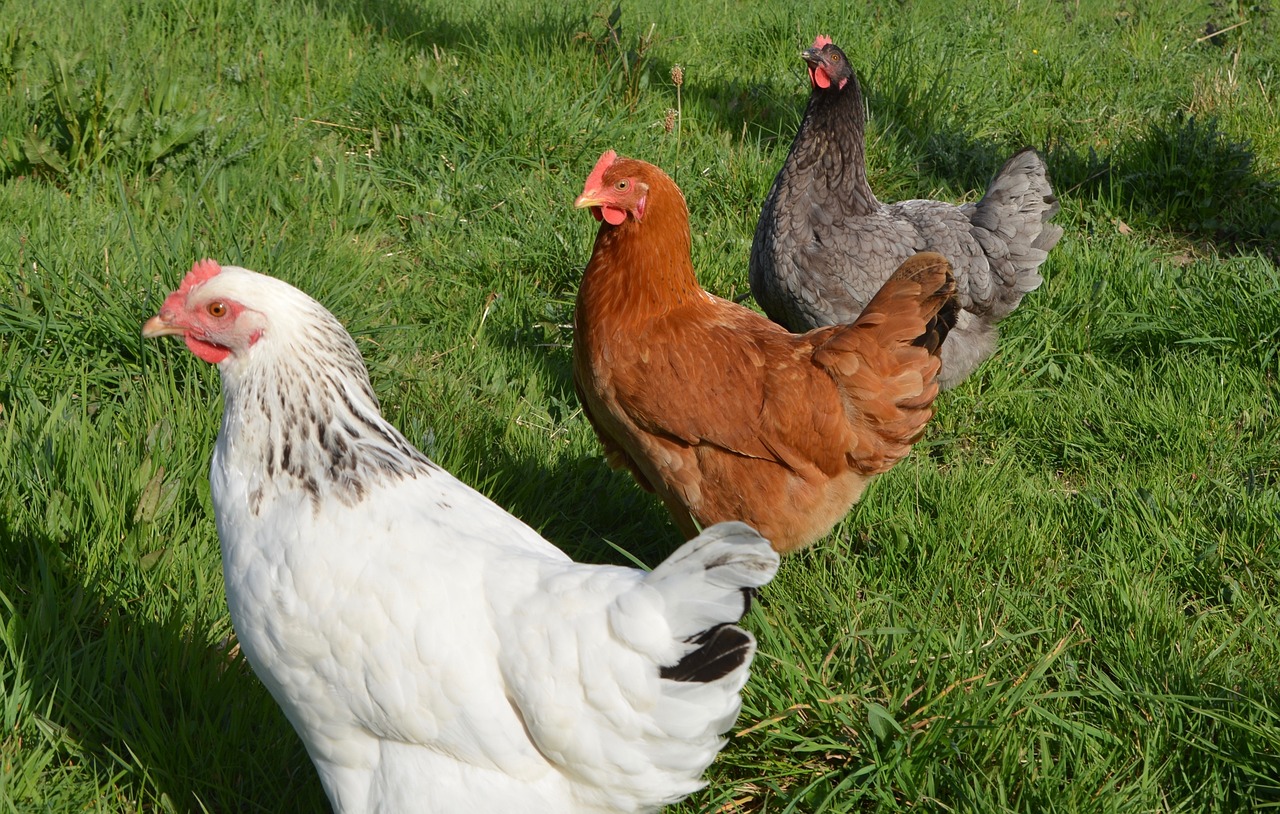 a group of chickens standing on top of a lush green field, by Linda Sutton, flickr, close - up profile, 3 colour, 1 female, trio