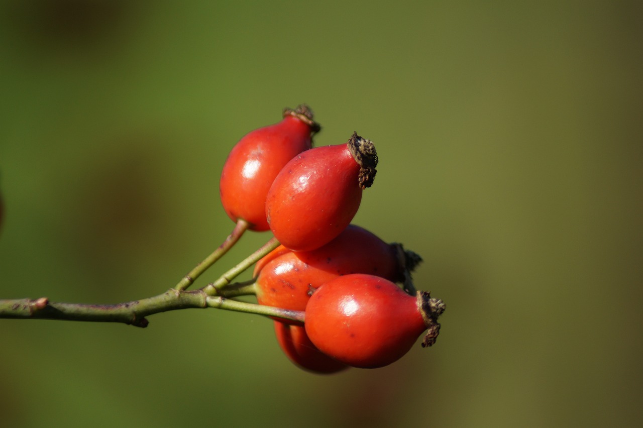 a close up of some red berries on a tree, a macro photograph, by Jan Rustem, pixabay, bauhaus, rose twining, stock photo, goat, no gradients