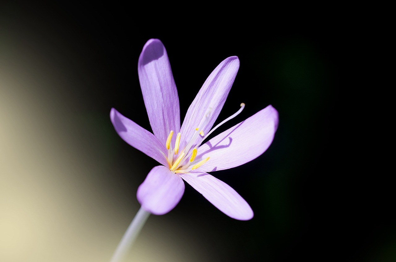 a close up of a purple flower on a stem, a macro photograph, hurufiyya, difraction from back light, miniature cosmos, jasmine, flash photo
