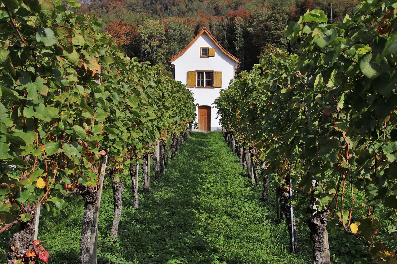 a white house sitting on top of a lush green field, a photo, by Werner Gutzeit, shutterstock, colorful vines, cellar, symmetry!, harvest fall vibrancy