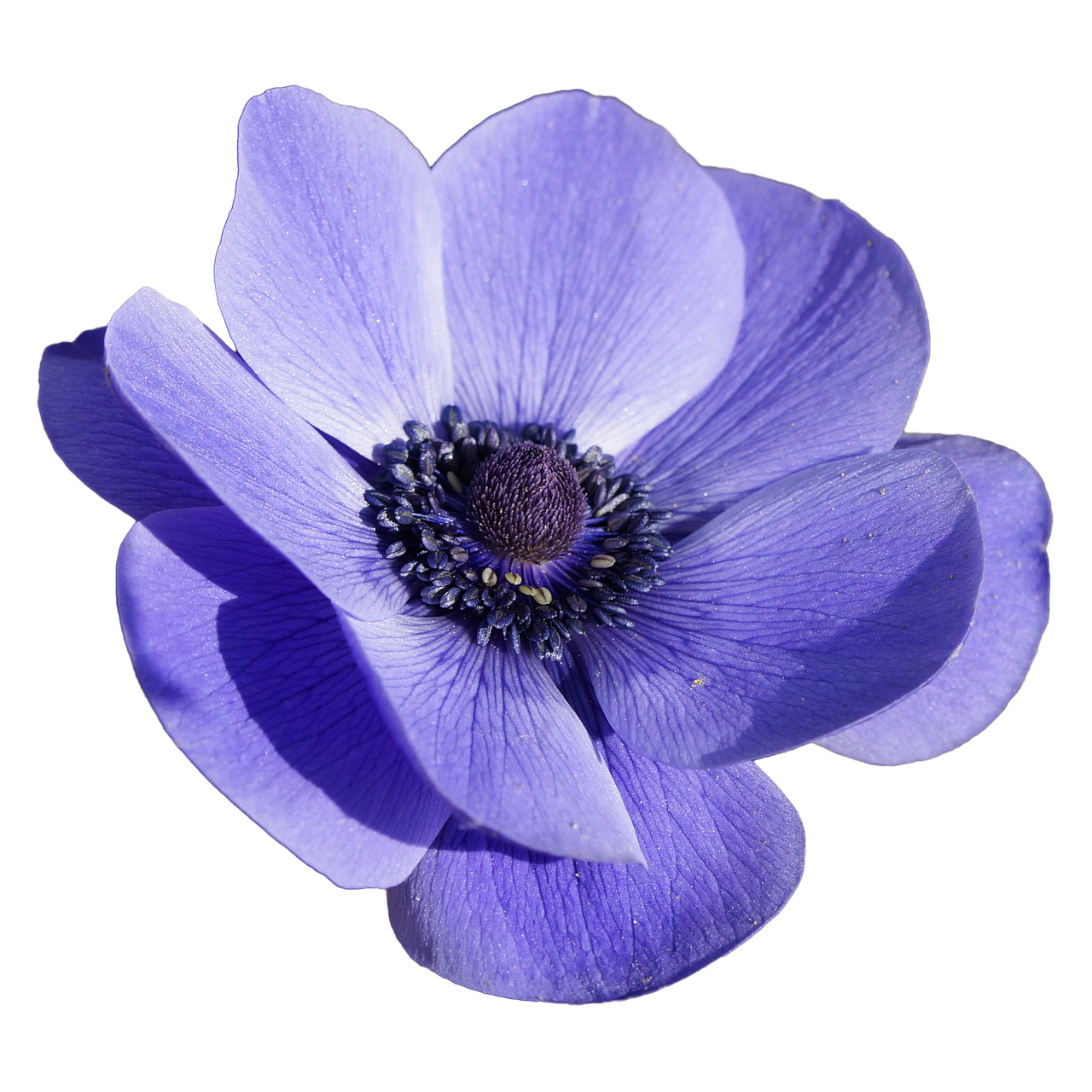 a close up of a purple flower on a black background, anemones, blue and black color scheme)), centered in portrait, various posed