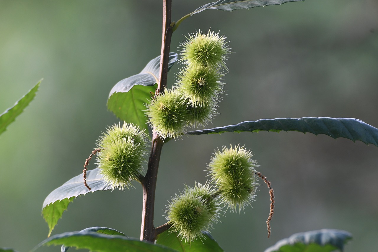 a close up of a plant with green leaves, by Kiyoshi Yamashita, flickr, hurufiyya, chestnut hair, strange fruits, taiwan, cute:2