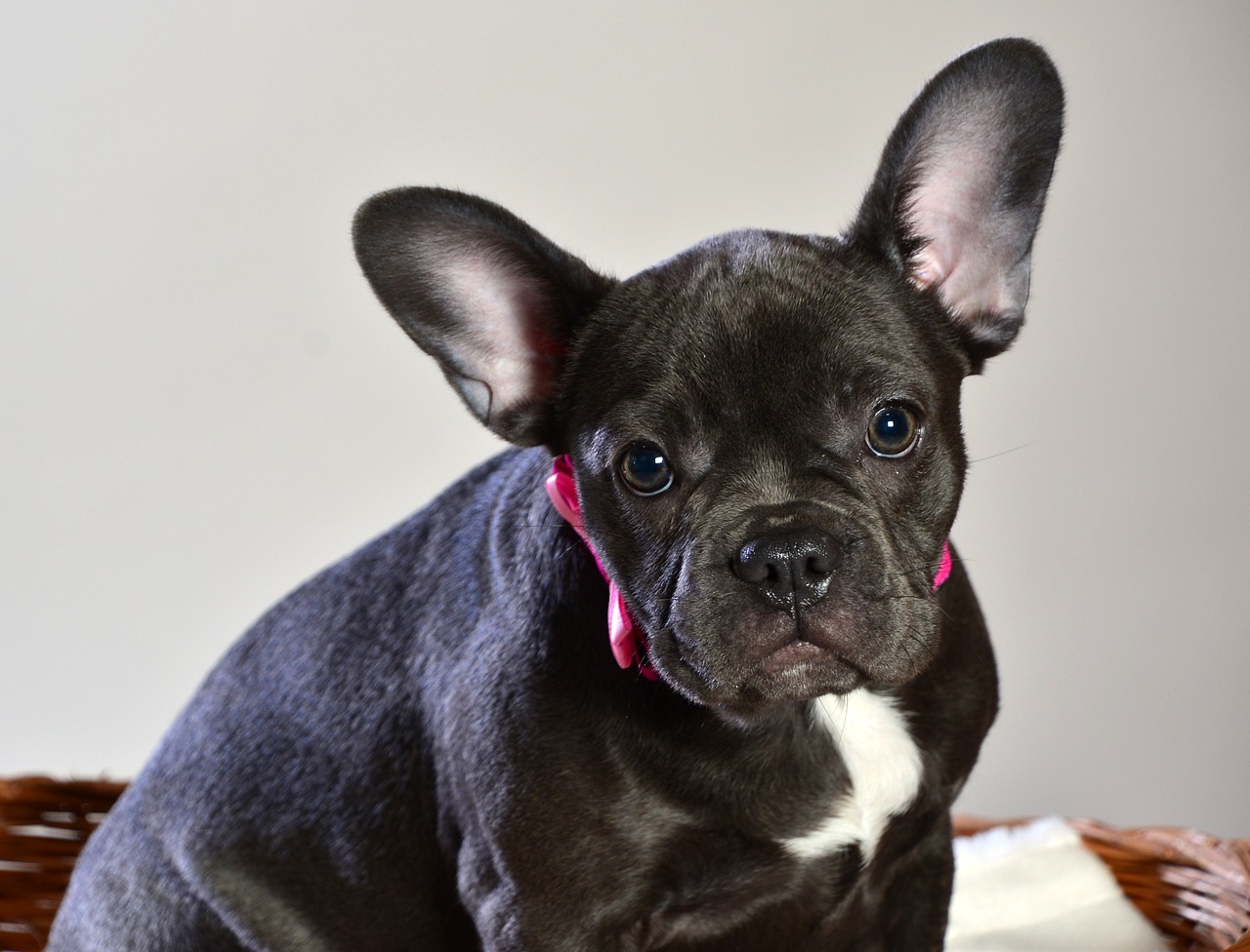 a black dog with a pink collar sitting in a basket, shutterstock, french bulldog, headshot of young female furry, very sharp photo