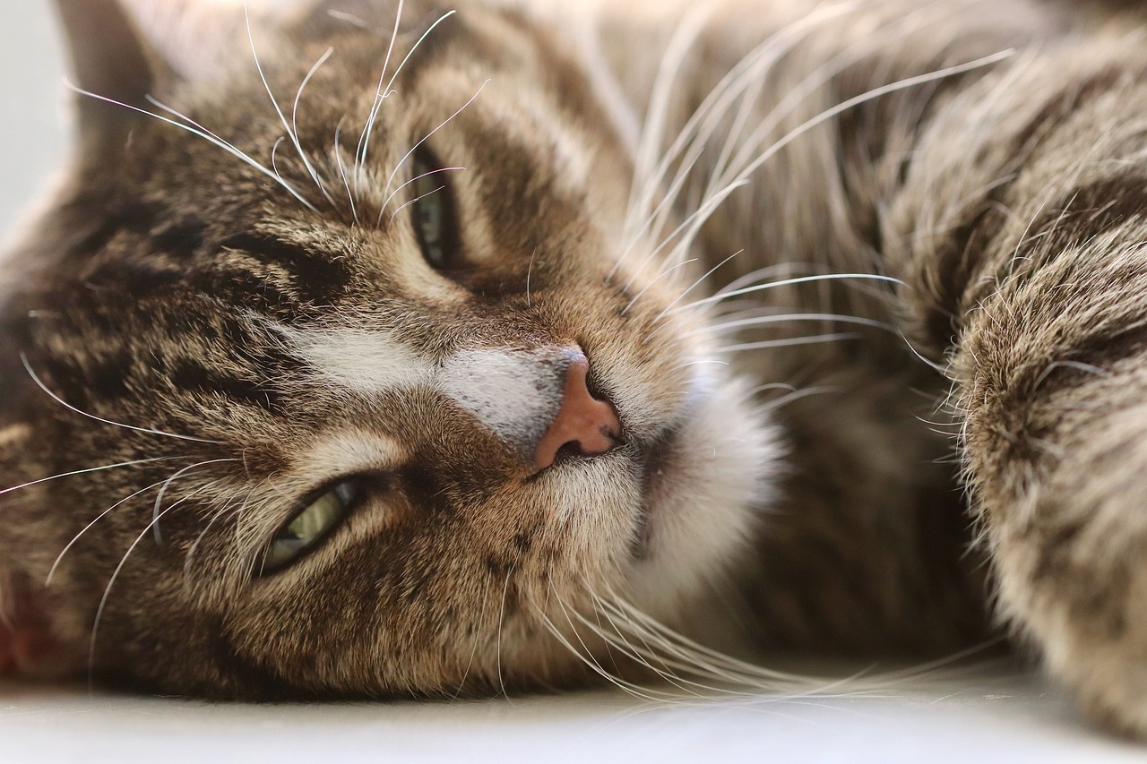 a close up of a cat laying on a window sill, pixabay, closeup of the face, finely detailed perfect face, lying on a fuzzy blanket, today\'s featured photograph 4k