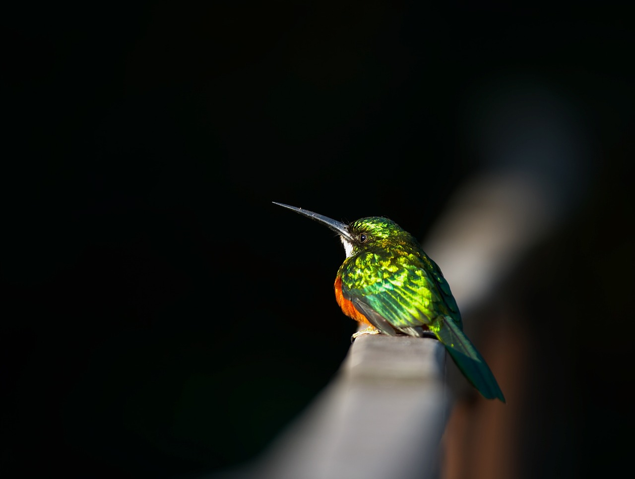 a colorful bird sitting on top of a white rail, a macro photograph, hurufiyya, royal green and nature light, lit from the side, orange and green power, side profile shot