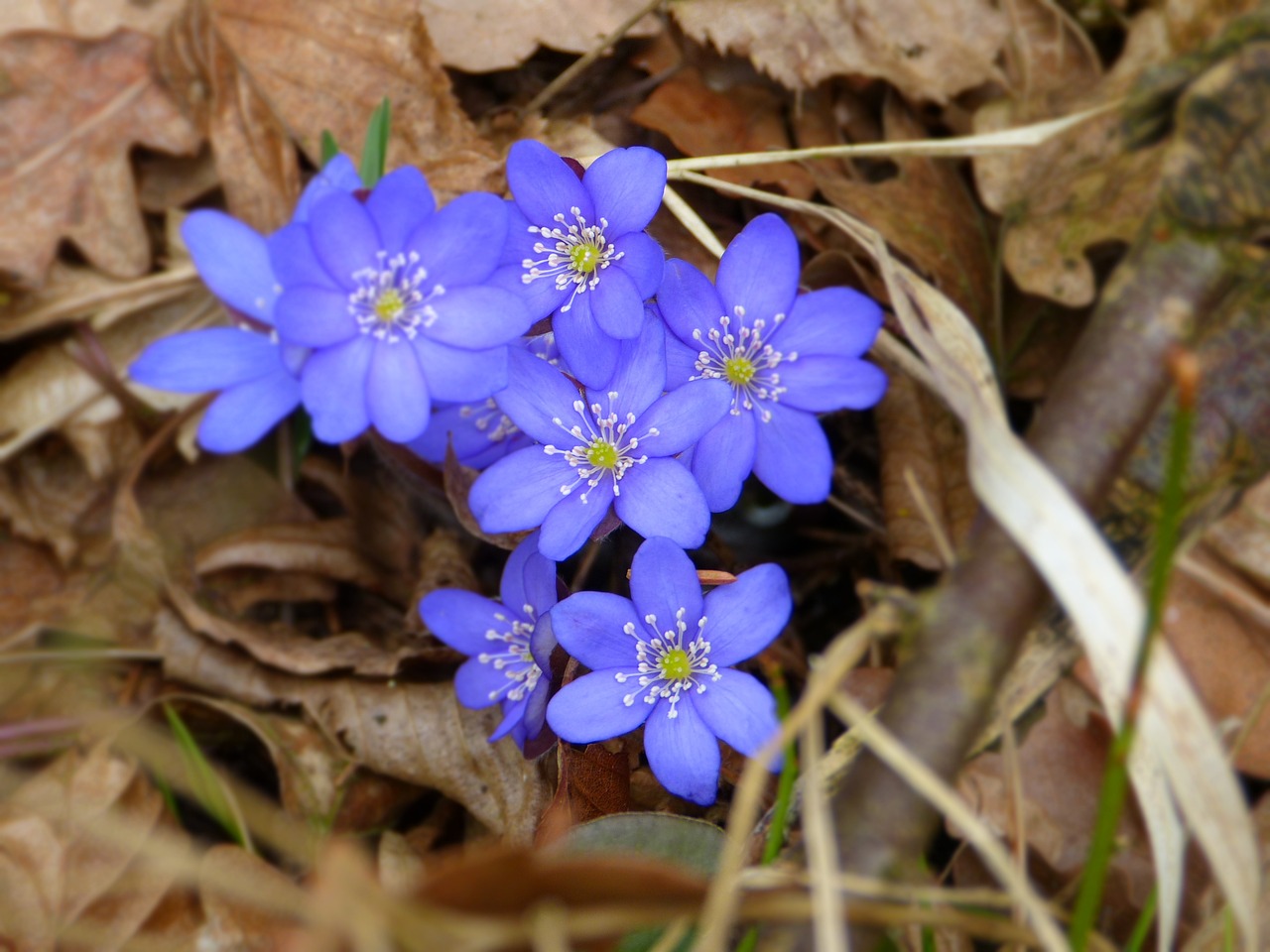 a group of blue flowers sitting on top of leaves, flickr, land art, early spring, forest floor, closeup - view, violet polsangi