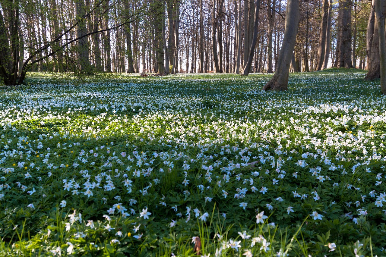 a forest filled with lots of white flowers, by Viktor de Jeney, shutterstock, white cyan, anemones, illinois, phone photo