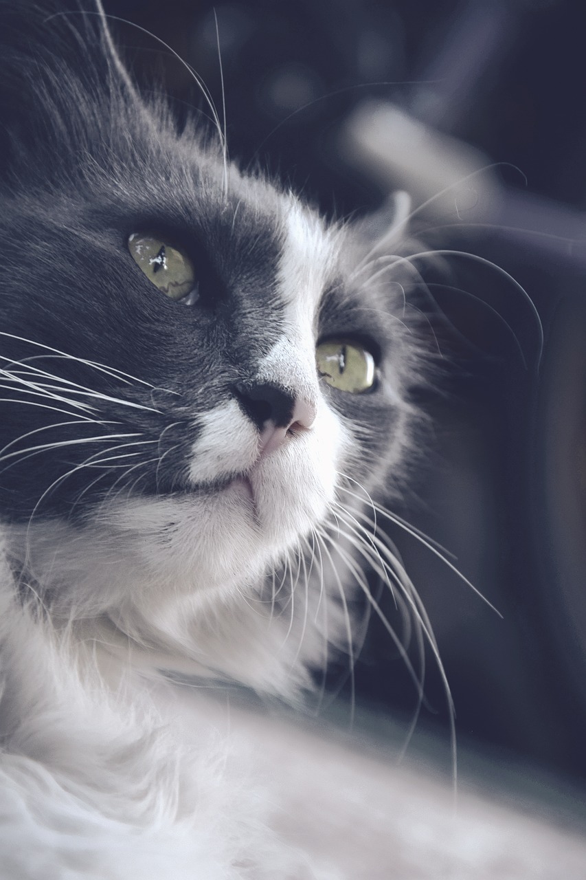 a close up of a black and white cat, a picture, by Emma Andijewska, pexels, photorealism, short light grey whiskers, looking outside, the cat is fluffy, low - angle shot