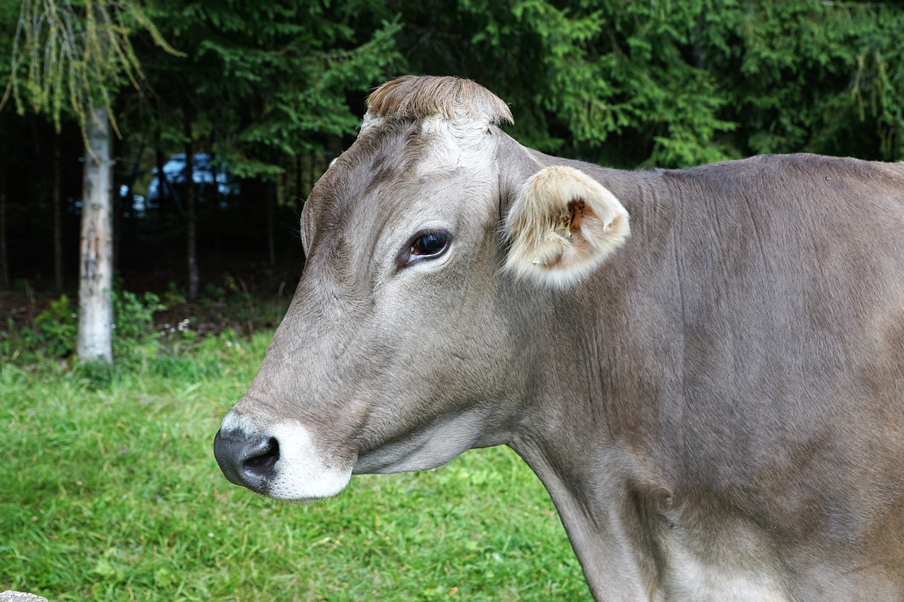 a brown cow standing on top of a lush green field, a picture, renaissance, closeup photo, she is about 2 5 years old, grayish, half - length photo