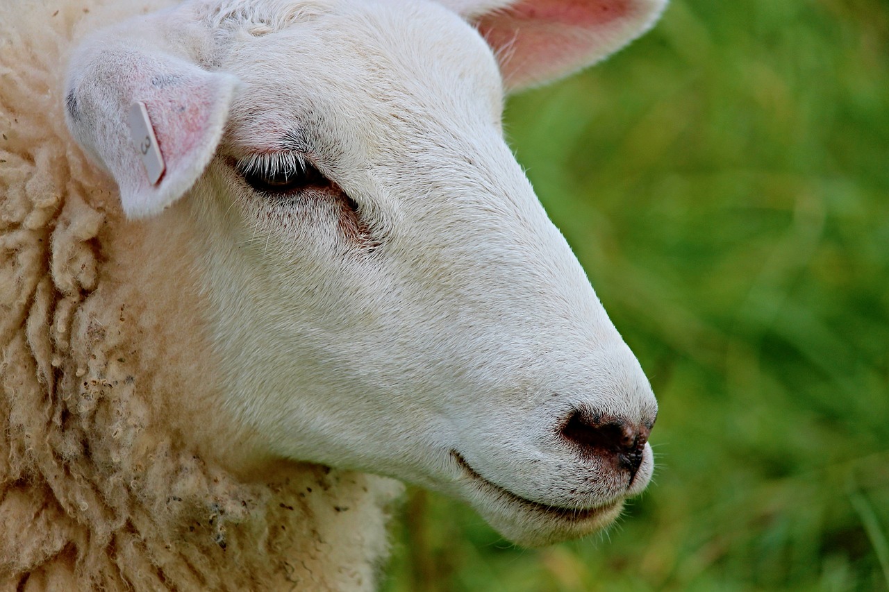 a close up of a sheep in a field, by Edward Corbett, pixabay, fine art, beautiful face!, close - up profile face, portrait n - 9, pallid skin
