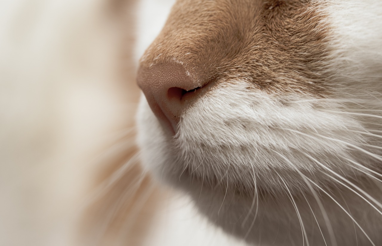 a close up of a cat's face with a blurry background, a macro photograph, by Jan Kupecký, with a patrician nose, close - up profile, with a white muzzle, high angle closeup portrait