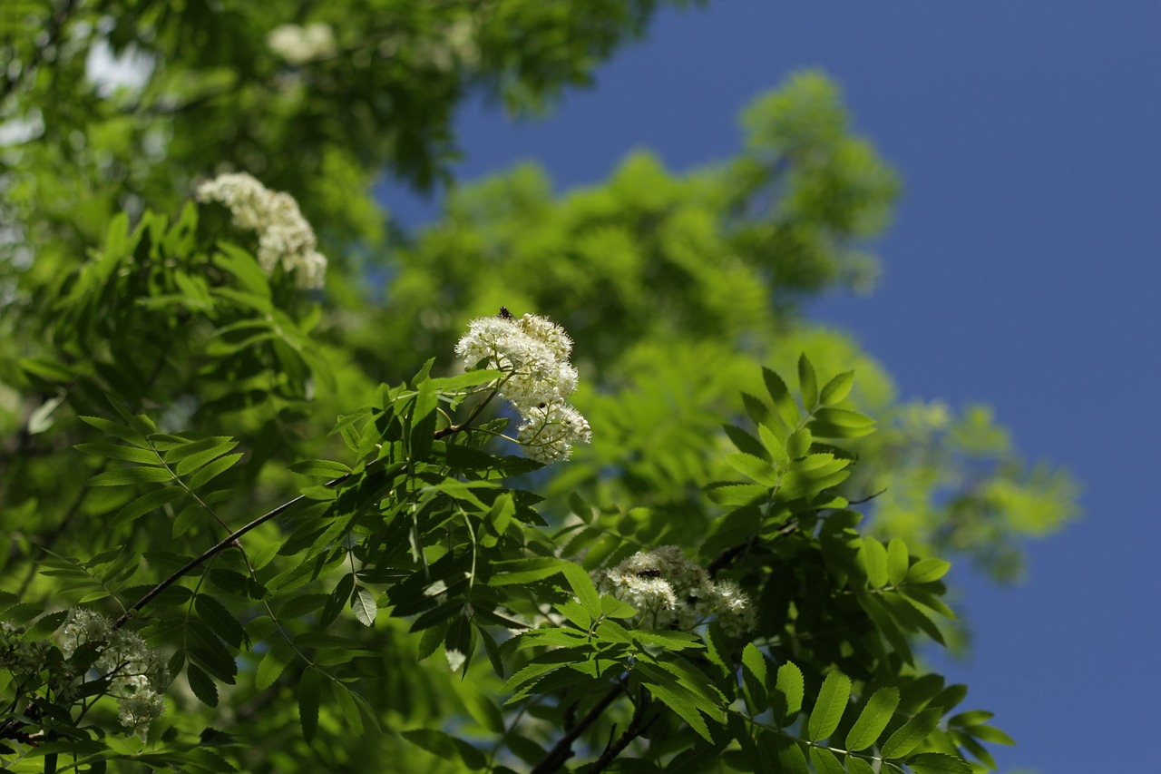 a tree with white flowers against a blue sky, a picture, hurufiyya, hemlocks, moringa oleifera leaves, 5 5 mm photo