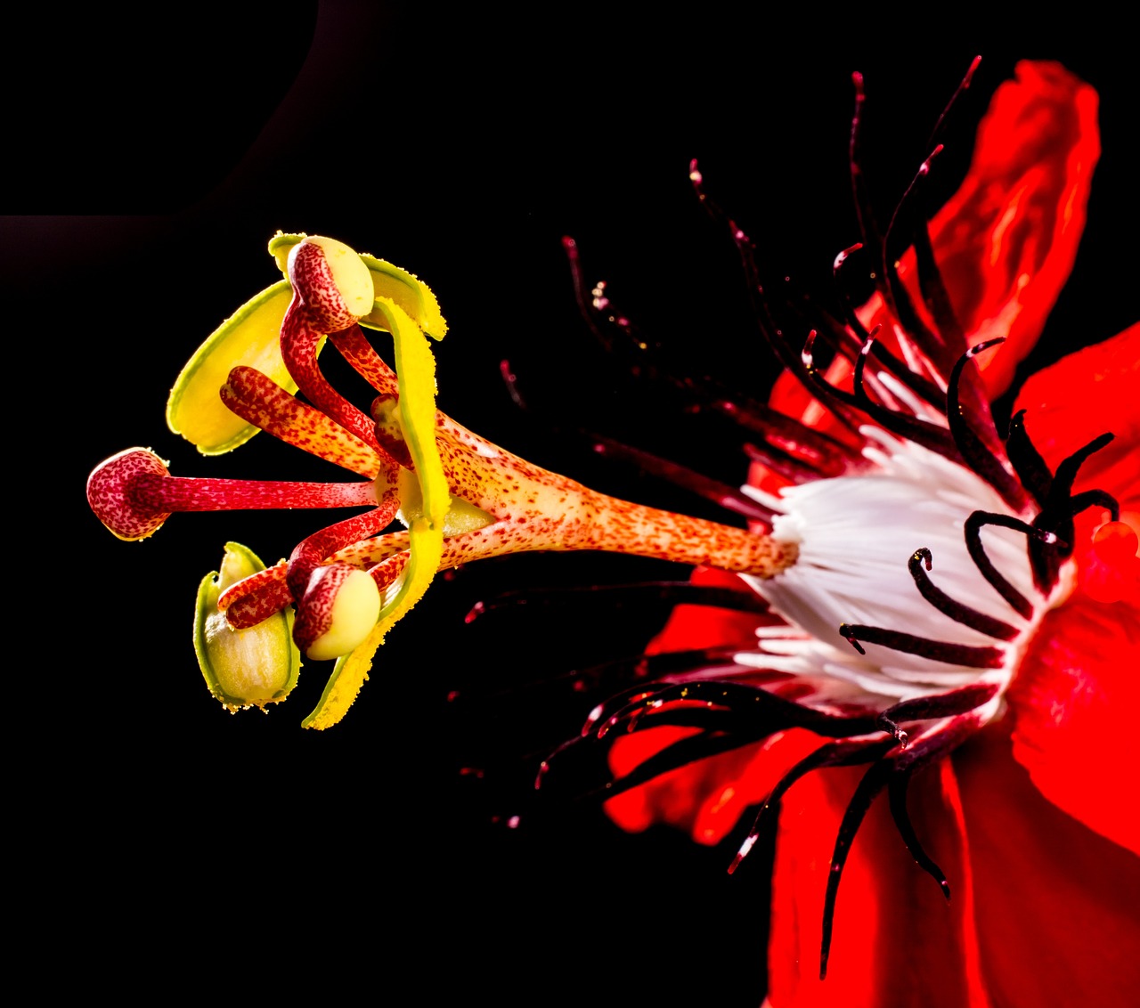 a close up of a red flower on a black background, a macro photograph, art photography, passion flower, red-yellow colors, highly microdetailed, hibiscus