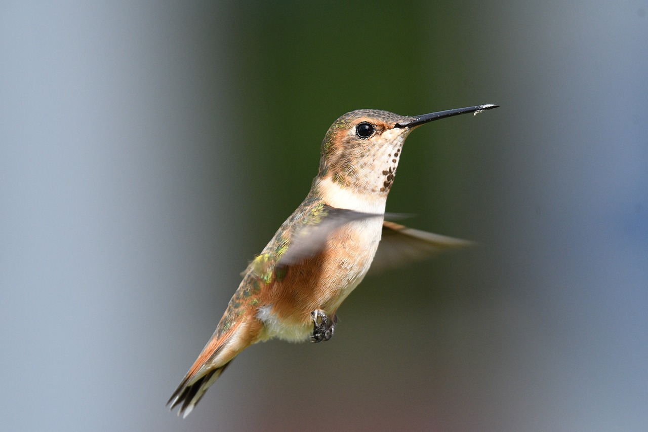 a hummingbird in flight with a blurry background, a portrait, by Jim Nelson, complete body view, 2 0 1 0 photo, half - length photo, looking from slightly below