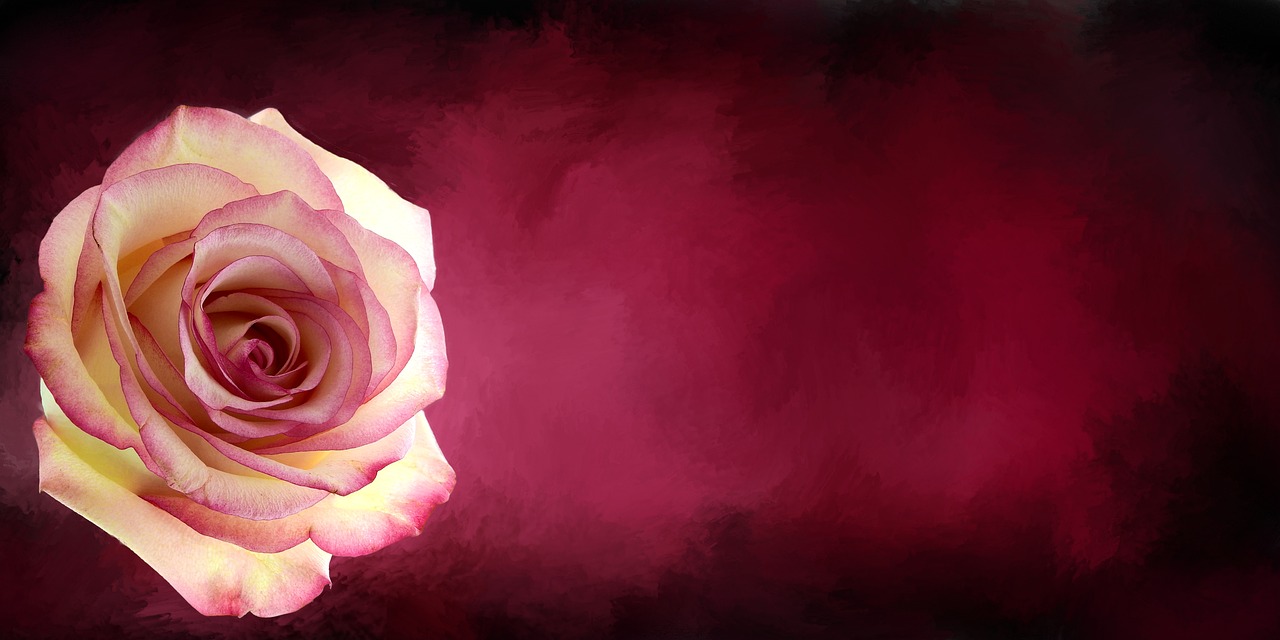 a close up of a rose on a red background, a digital painting, trending on pixabay, digital art, white and pink, background image