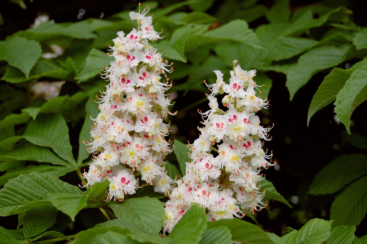 a close up of a bunch of flowers on a tree, by David Garner, flickr, hurufiyya, in a woodland glade, h. hydrochaeris, rhode island, with a white muzzle