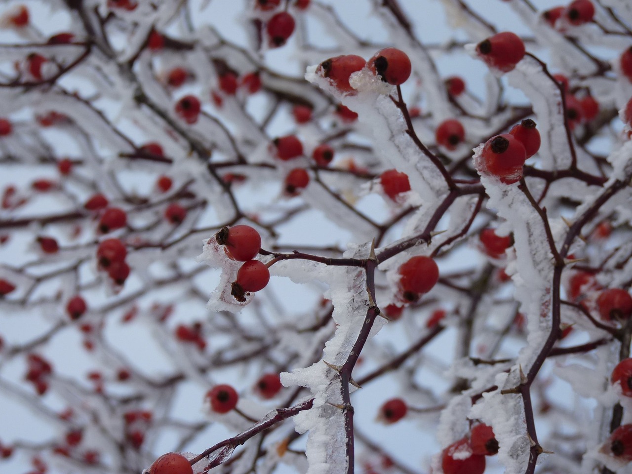 a close up of a bunch of red berries on a tree, a photo, inspired by Arthur Burdett Frost, snowy trees, rose, with fruit trees, modeled