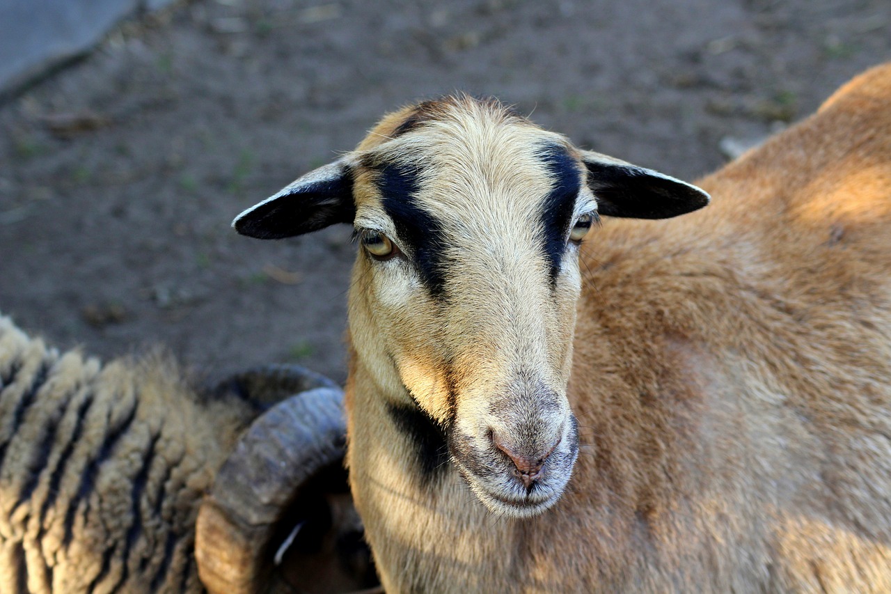 a couple of goats standing next to each other, a picture, by Anna Haifisch, pixabay, renaissance, close-up of face, alice cooper as a goat, clean shaven!!!!, photo taken on a nikon