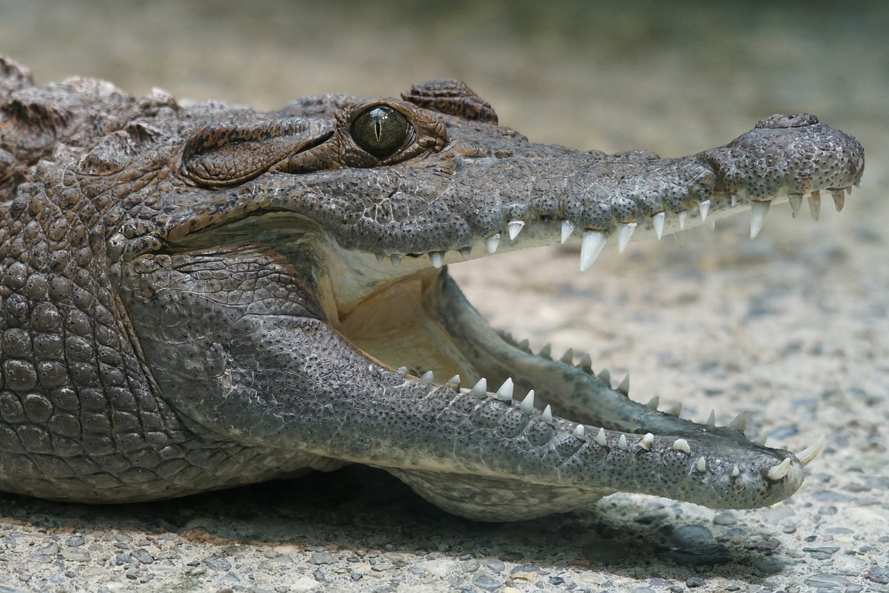 a close up of a crocodile with its mouth open, a picture, by Matija Jama, pixabay, sumatraism, closeup 4k, immature, wallpaper - 1 0 2 4, grey