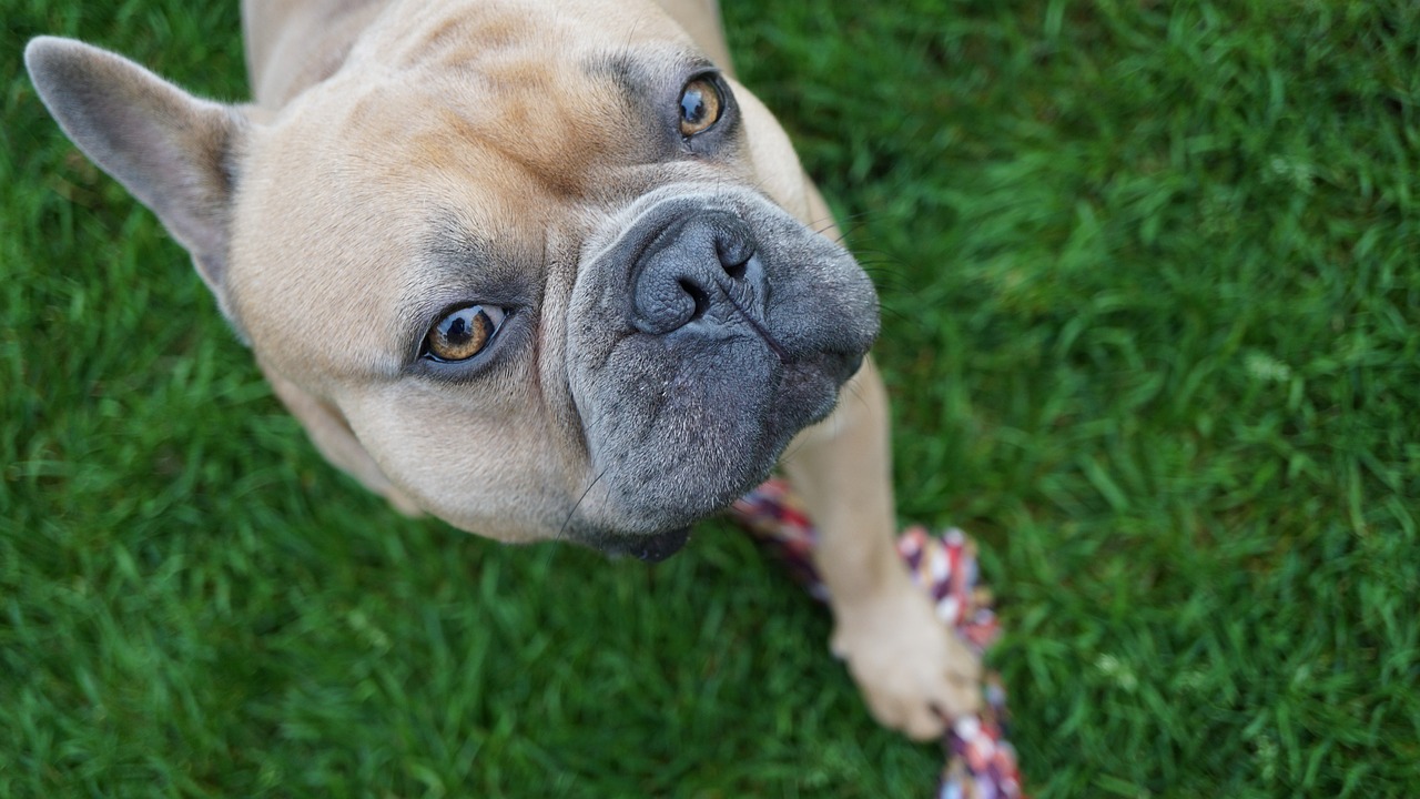 a dog standing on top of a lush green field, a portrait, by Jan Rustem, flickr, close - up face portrait from up, wrinkly, boston, looking down at you