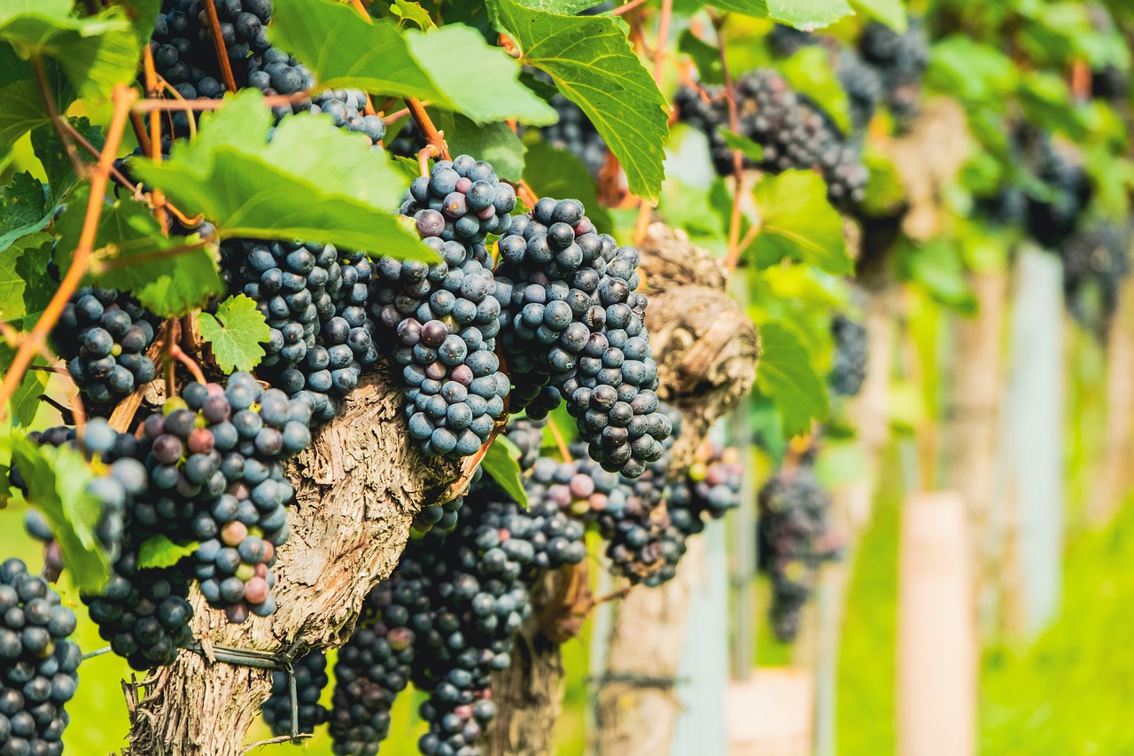 a close up of a bunch of grapes on a vine, by Karl Völker, shutterstock, vines hanging from trees, panels, high quality product image”, accurately portrayed