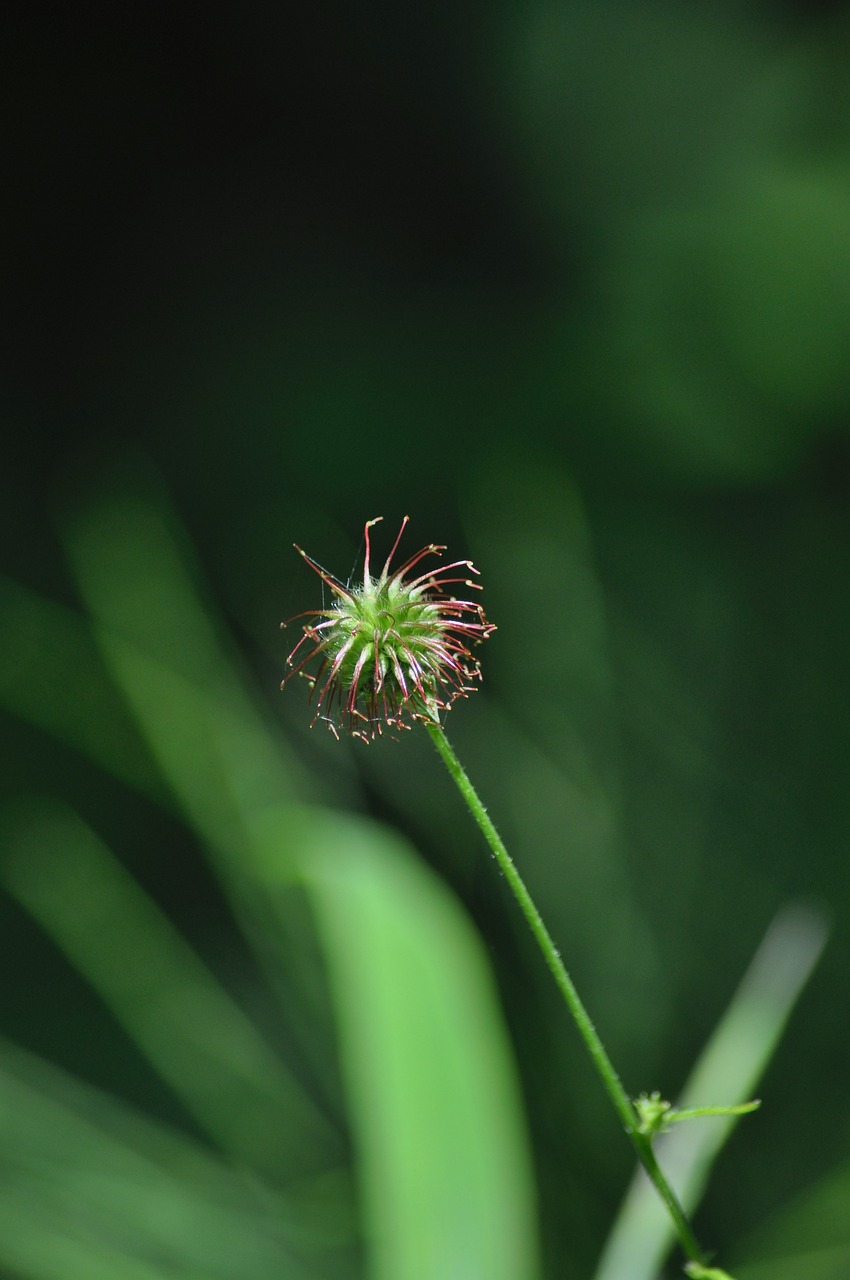 a close up of a flower on a stem, hurufiyya, whirling, top - down photo, on a mini world, green and red tones