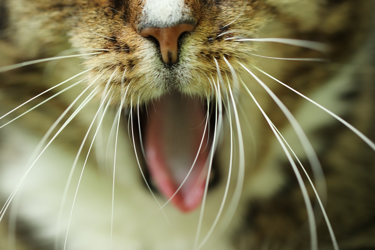 a close up of a cat with its mouth open, a picture, by Stefan Gierowski, shutterstock, photograph credit: ap, aaaaaaaaaaaaaaaaaaaaaa, beautiful macro close-up imagery, stock photo