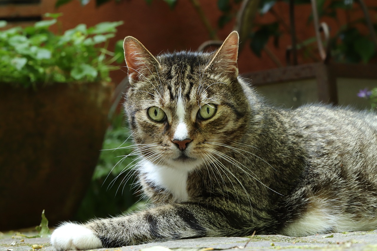 a cat laying on the ground next to a potted plant, a portrait, by Terese Nielsen, pixabay, with serious face expression, older male, dappled, outdoor photo