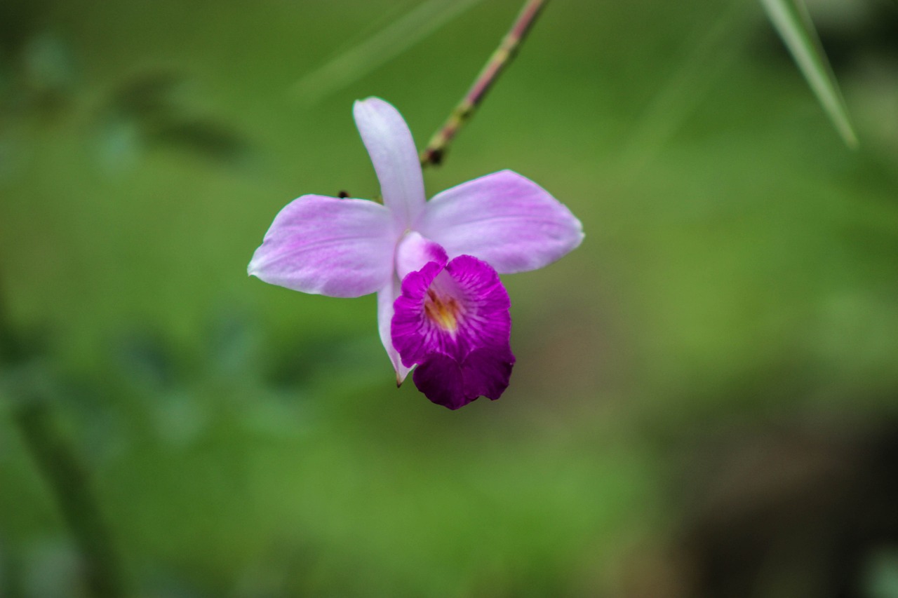 a close up of a flower on a branch, a portrait, flickr, hurufiyya, overgrown with orchids, violet polsangi, jinyiwei, fuchsia