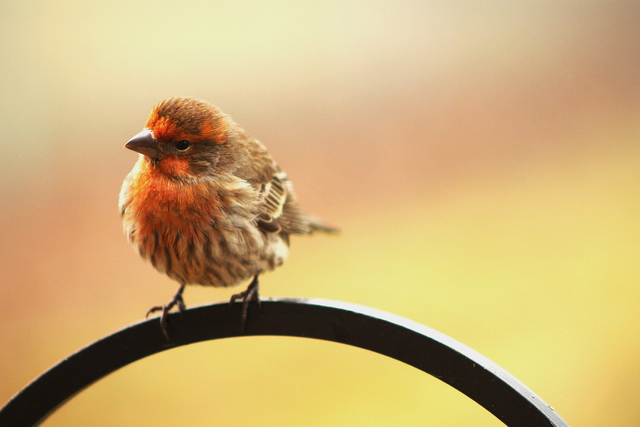 a small bird sitting on top of a metal object, a portrait, by David Garner, pexels, light red and orange mood, scruffy looking, beautiful iphone wallpaper, 4 0 9 6