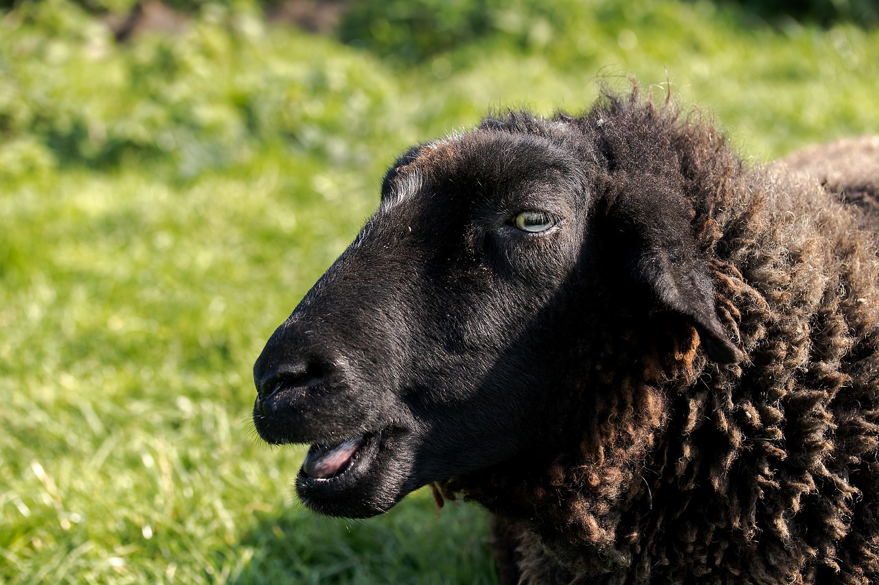 a black sheep standing on top of a lush green field, a portrait, winking one eye, closeup of the face, full res, smoldering