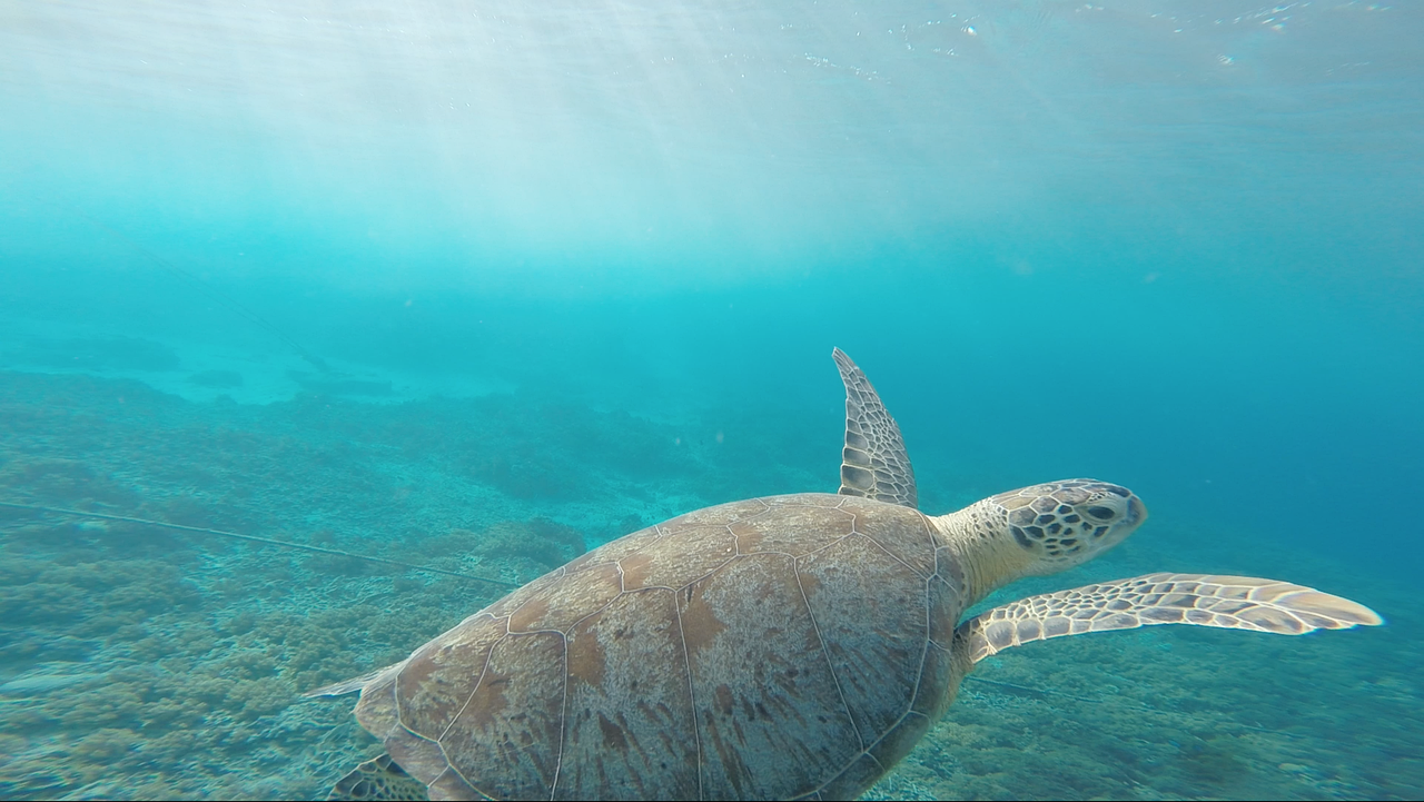 a turtle swimming in the clear blue water, a picture, pexels contest winner, hurufiyya, cinematic view from lower angle, nature documentry footage, sparkling in the sunlight, ultrawide shot