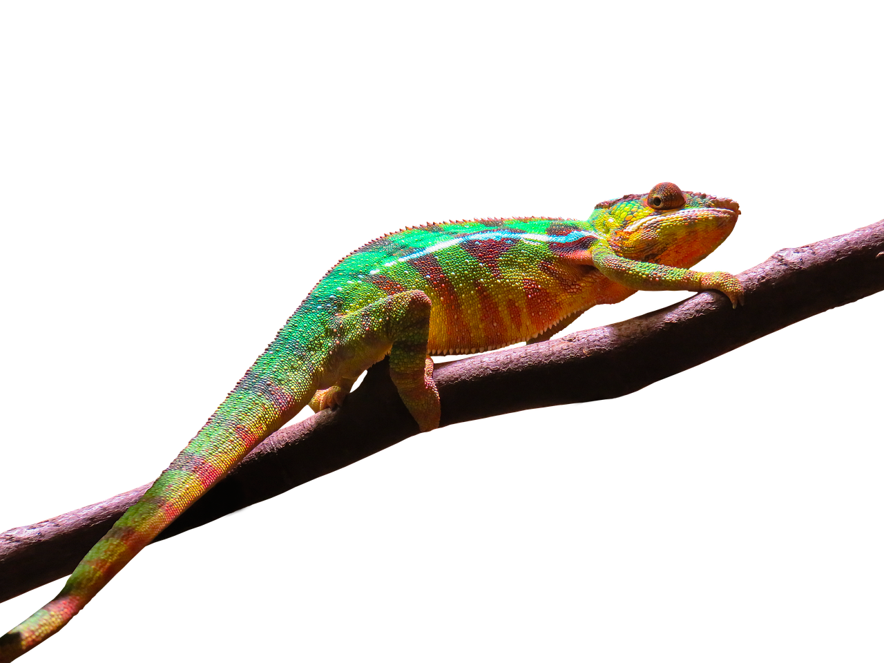 a colorful chamelon sitting on top of a tree branch, synchromism, coloured gel studio light, chameleon, in front of a black background, dramatic gradient lighting