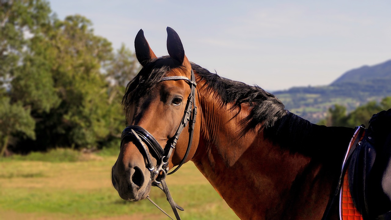 a close up of a horse wearing a bridle, a portrait, by Anna Haifisch, pixabay, in sunny weather, posing elegantly over the camera, shiny and sparkling, looking to his side