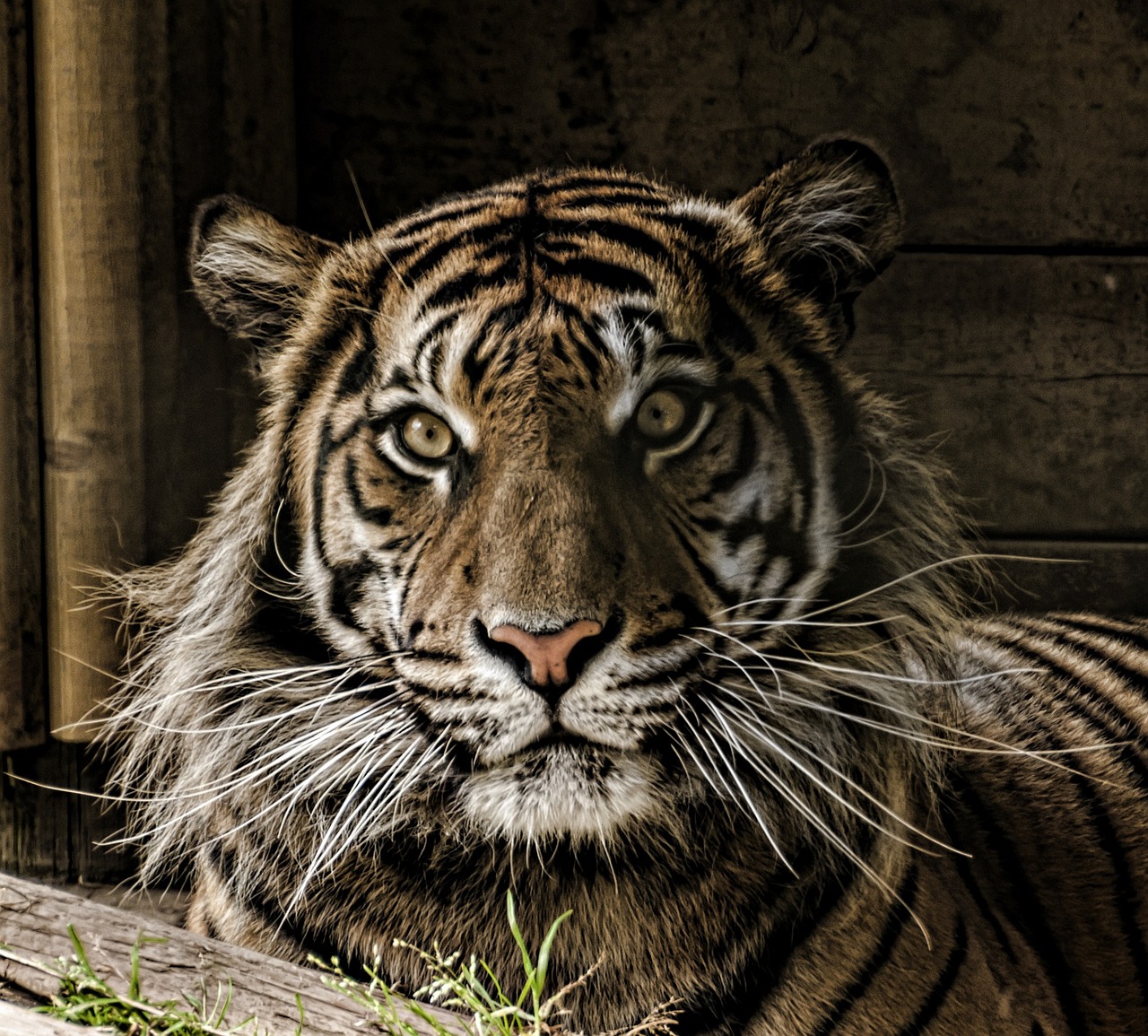 a tiger that is laying down in the grass, a portrait, flickr, sumatraism, hdr detail, with a white muzzle, portrait of rugged zeus, in a sunbeam