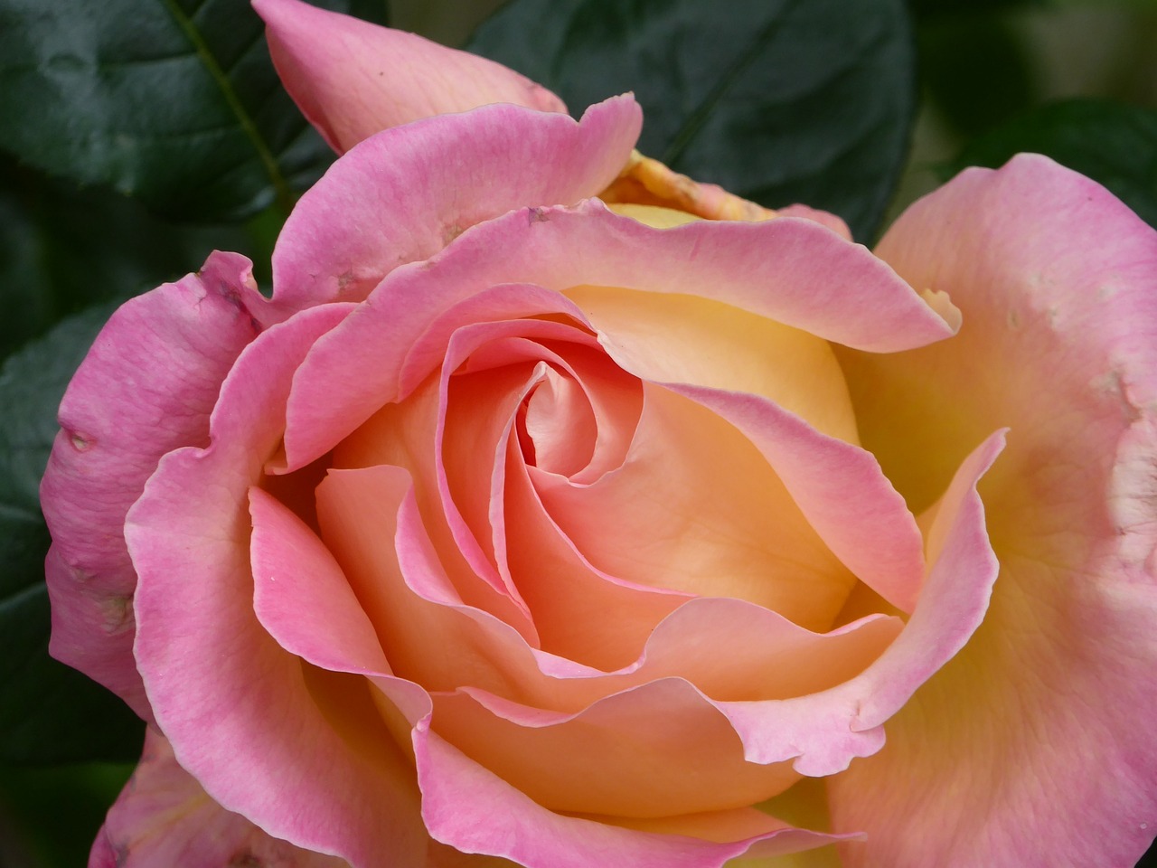 a close up of a pink rose with green leaves, a pastel, romanticism, pink and yellow, award-winning details”, cascade, amber