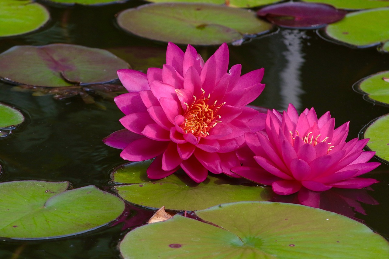a couple of pink flowers floating on top of a pond, rich deep pink, very elegant features, beautiful flower, very colourful