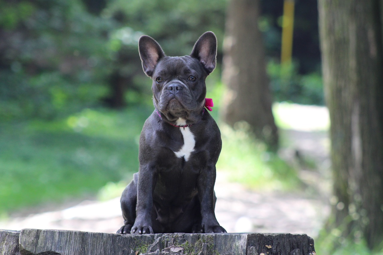 a black dog sitting on top of a tree stump, a portrait, shutterstock, baroque, french bulldog, perfect face ), anna podedworna, very very very beautiful!