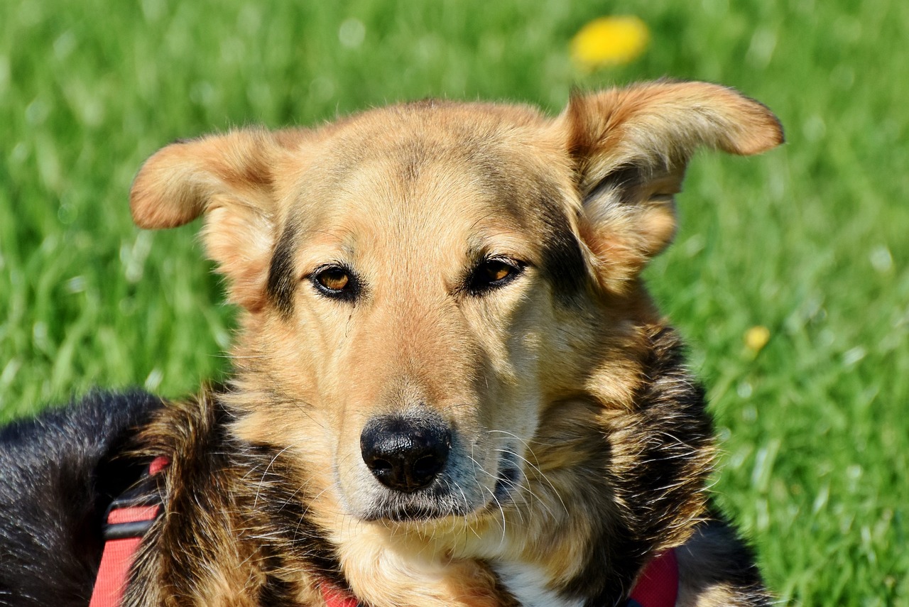 a brown and black dog laying on top of a lush green field, a portrait, by Maksimilijan Vanka, pixabay, hurufiyya, breed corgi and doodle mix, closeup of the face, in the sun, loosely cropped