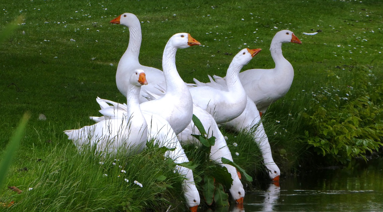 a group of white geese standing next to a body of water, a photo, by Margaret Backhouse, .highly realistic, gardening, hd —h 1024, model