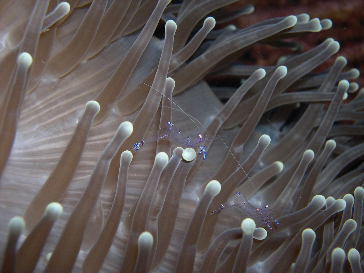 a close up view of a sea anemone, flickr, ghost shrimp, spaghetti in the nostrils, bali, view from the side”