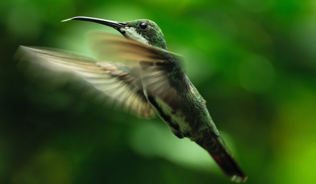 a bird that is flying in the air, by Robert Jacobsen, pexels contest winner, hurufiyya, an elegant green, narrow depth of field, stunning screensaver, hummingbirds