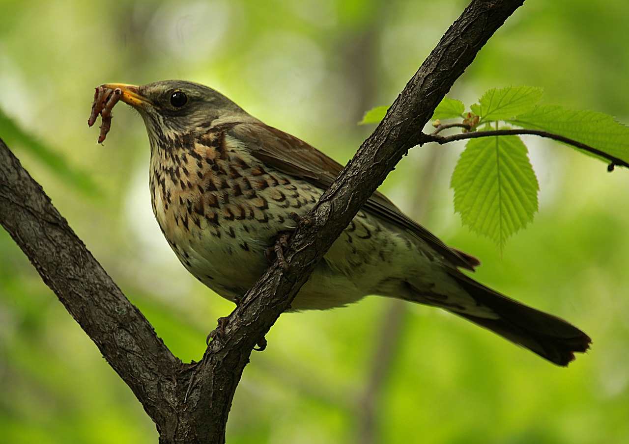 a brown bird sitting on top of a tree branch, a photo, by Istvan Banyai, eating, the cytoplasm”, merlin, sheltering under a leaf