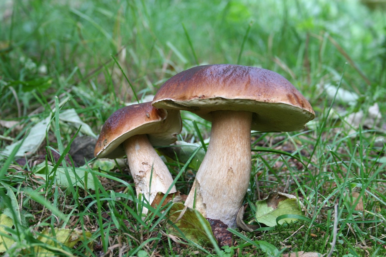 a couple of mushrooms that are in the grass, flickr, photograph credit: ap, underside, ramps, very large bosum